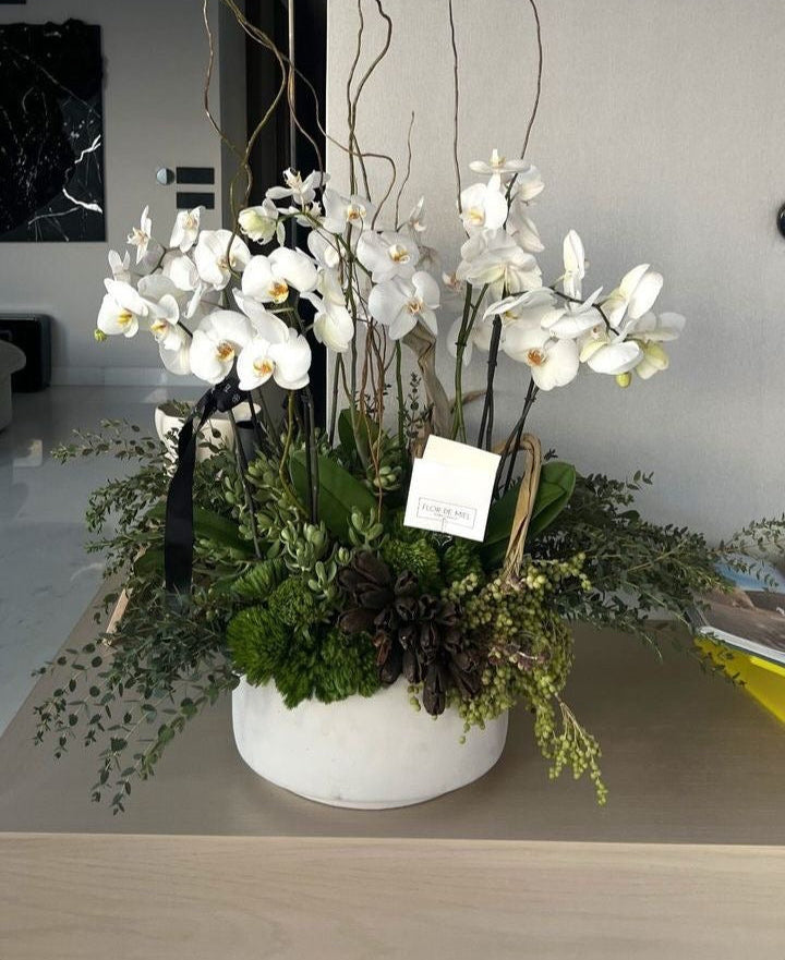 Orchid Pearl