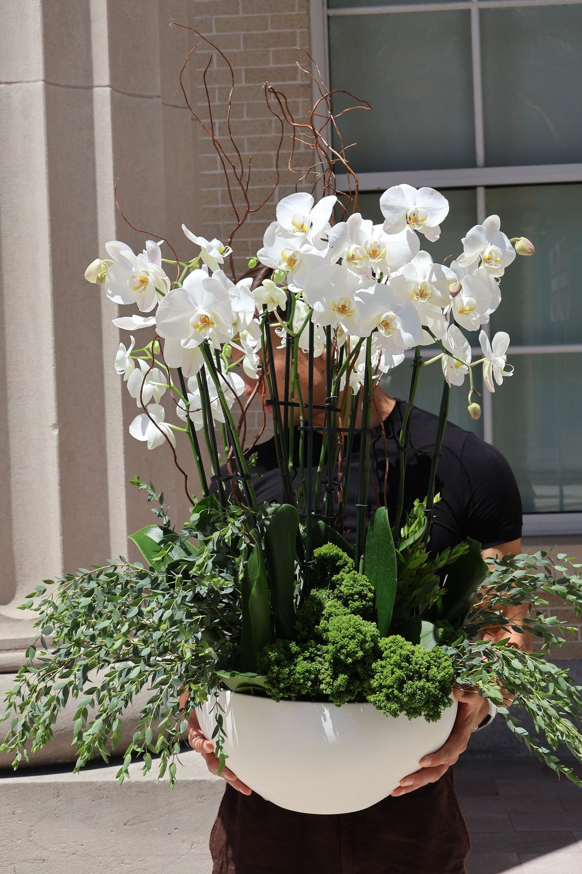 Pure Elegance Potted Orchids 12 stems
