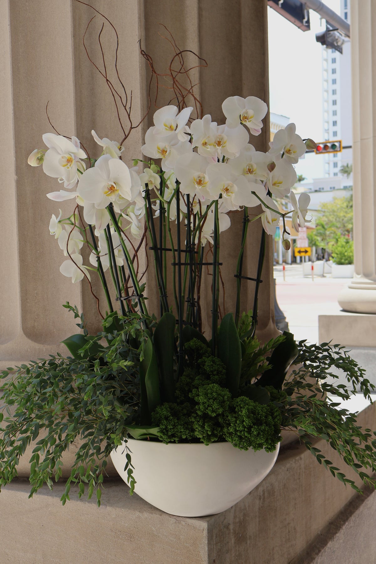 Pure Elegance Potted Orchids 12 stems