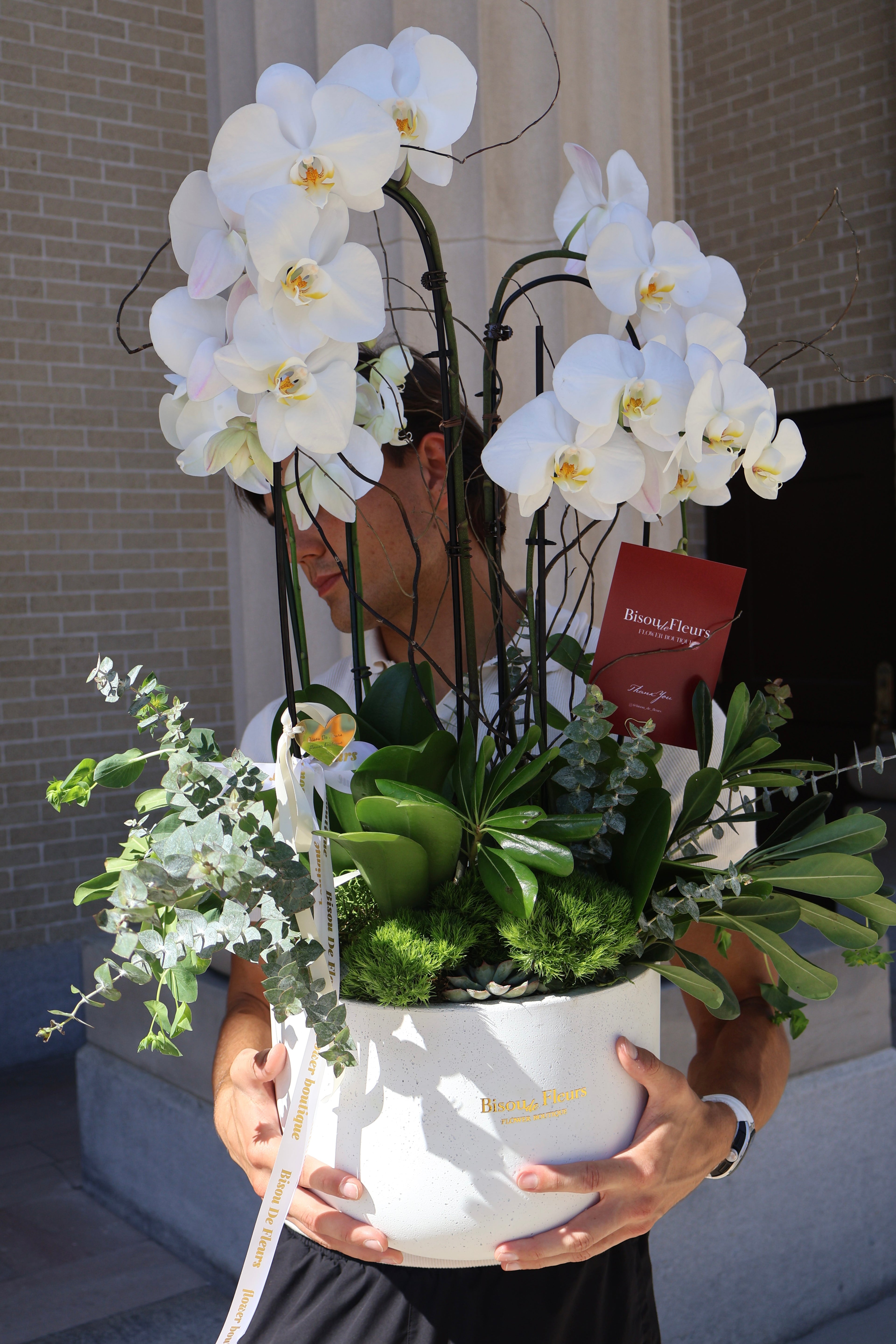 Orchid Pearl 5 stems Potted Orchids