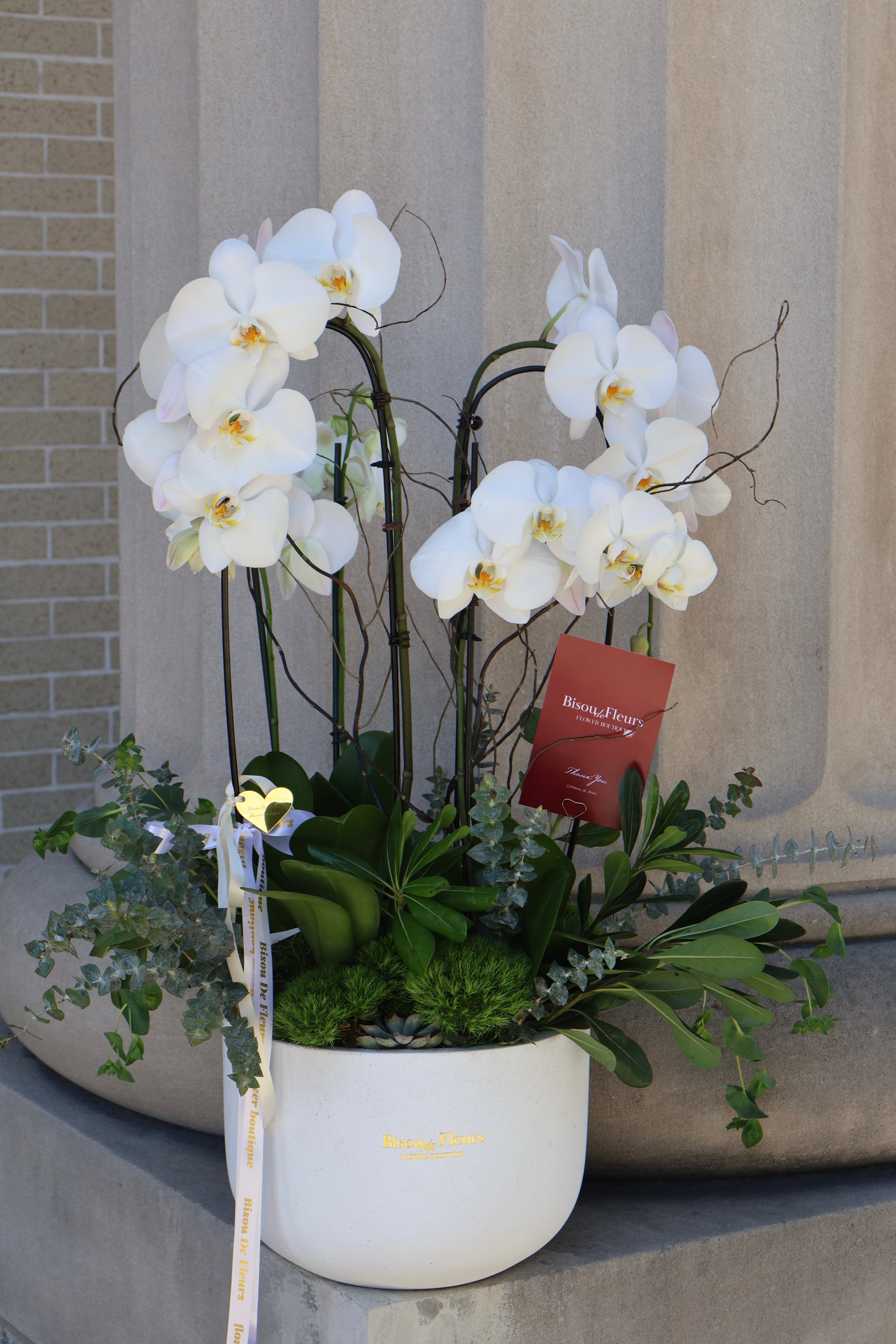 Orchid Pearl 5 stems Potted Orchids