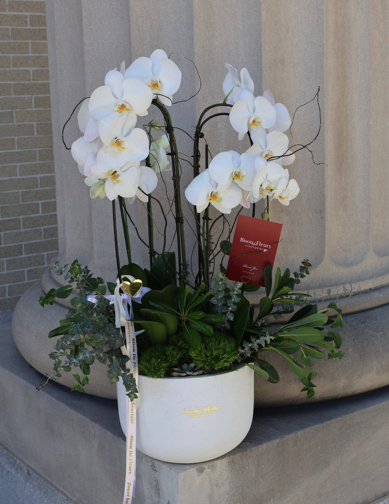 Orchid Pearl 5 stems Potted Orchids
