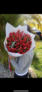 101 Red Tulip