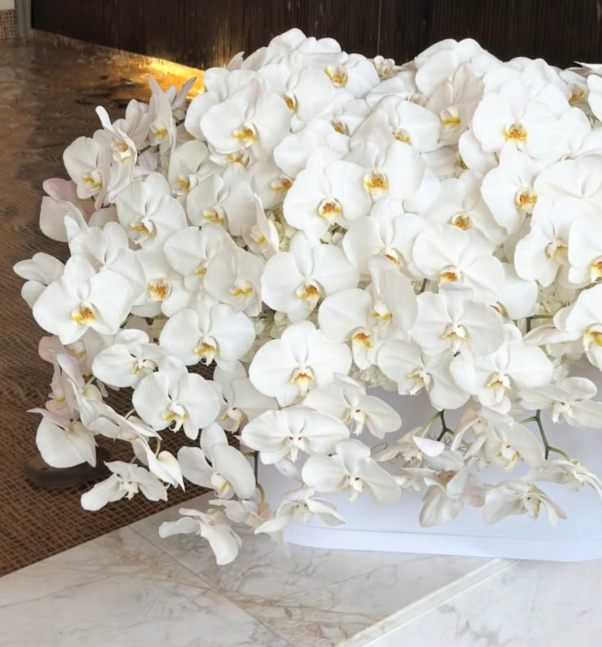 The Orchid Royale (100 Orchids)