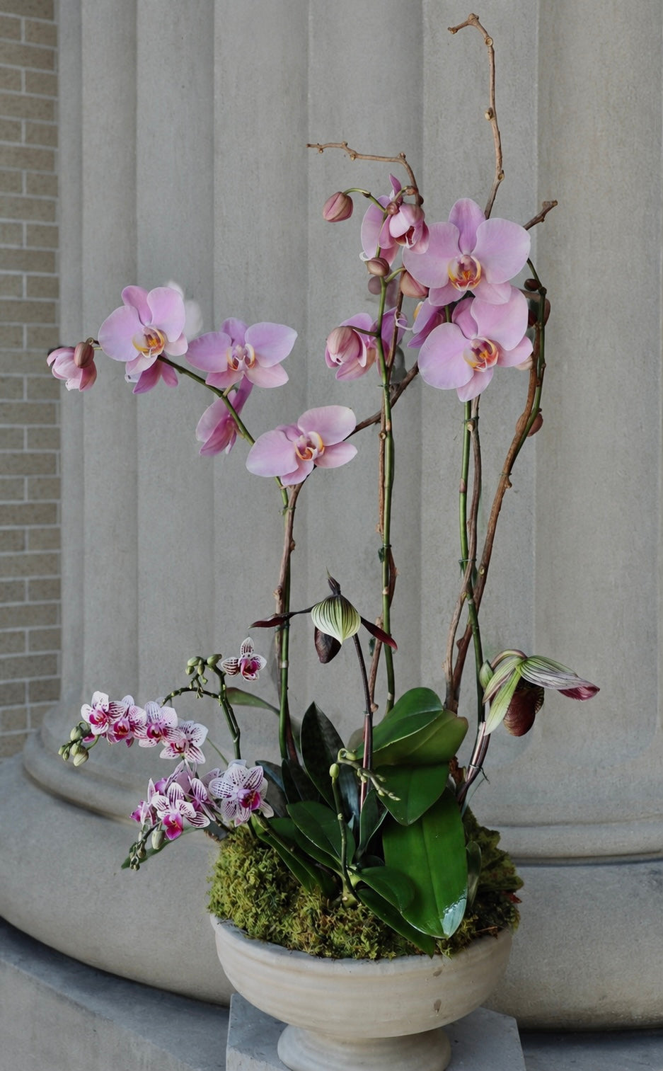 Pink Dream Potted Orchids