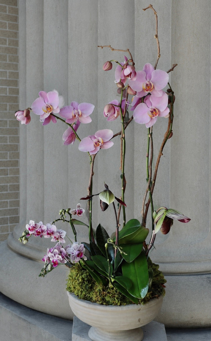 Pink Dream Potted Orchids
