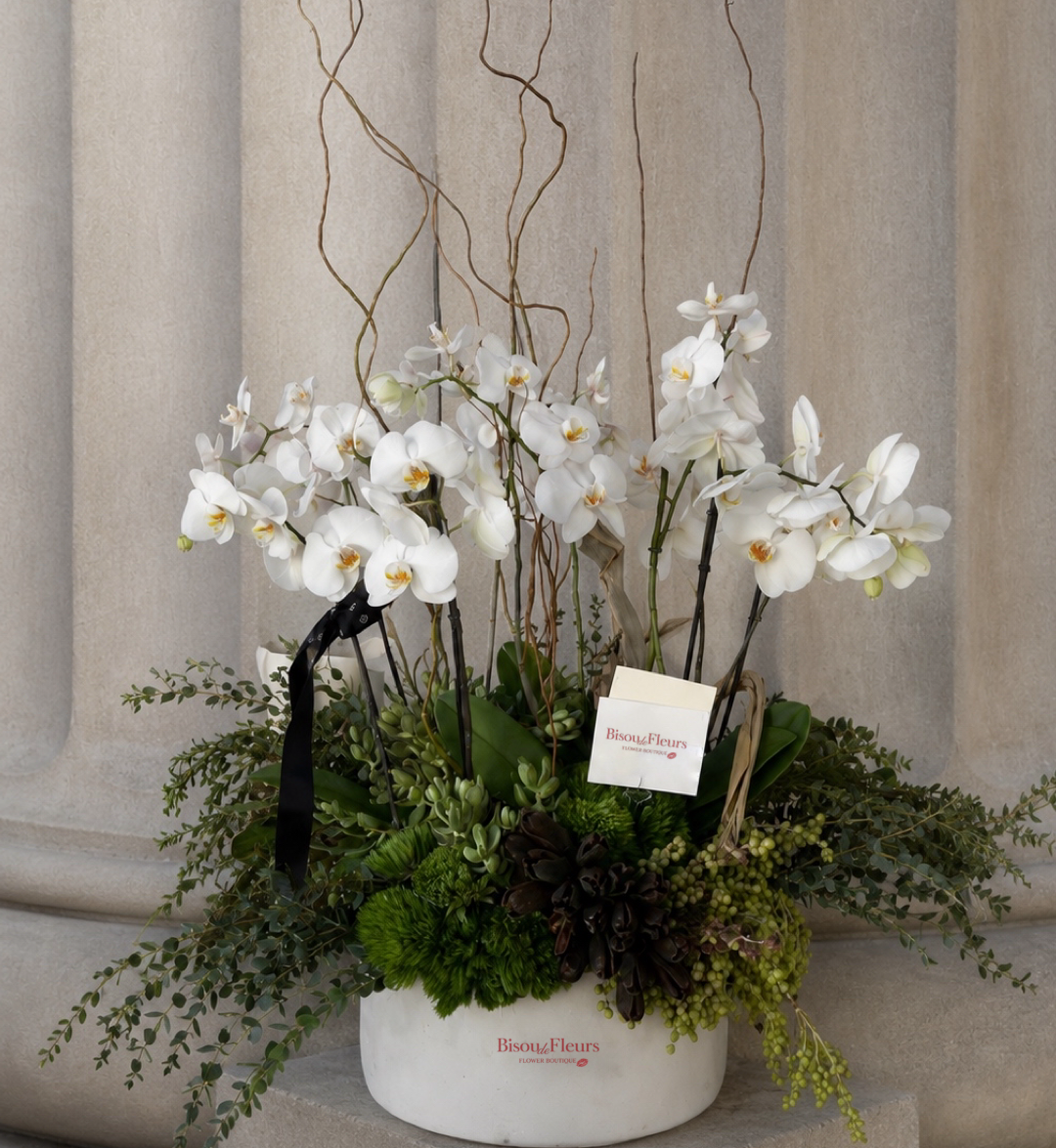 Pure Elegance Potted Orchids
