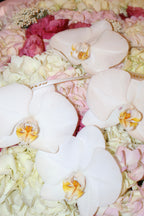 Orchid Love