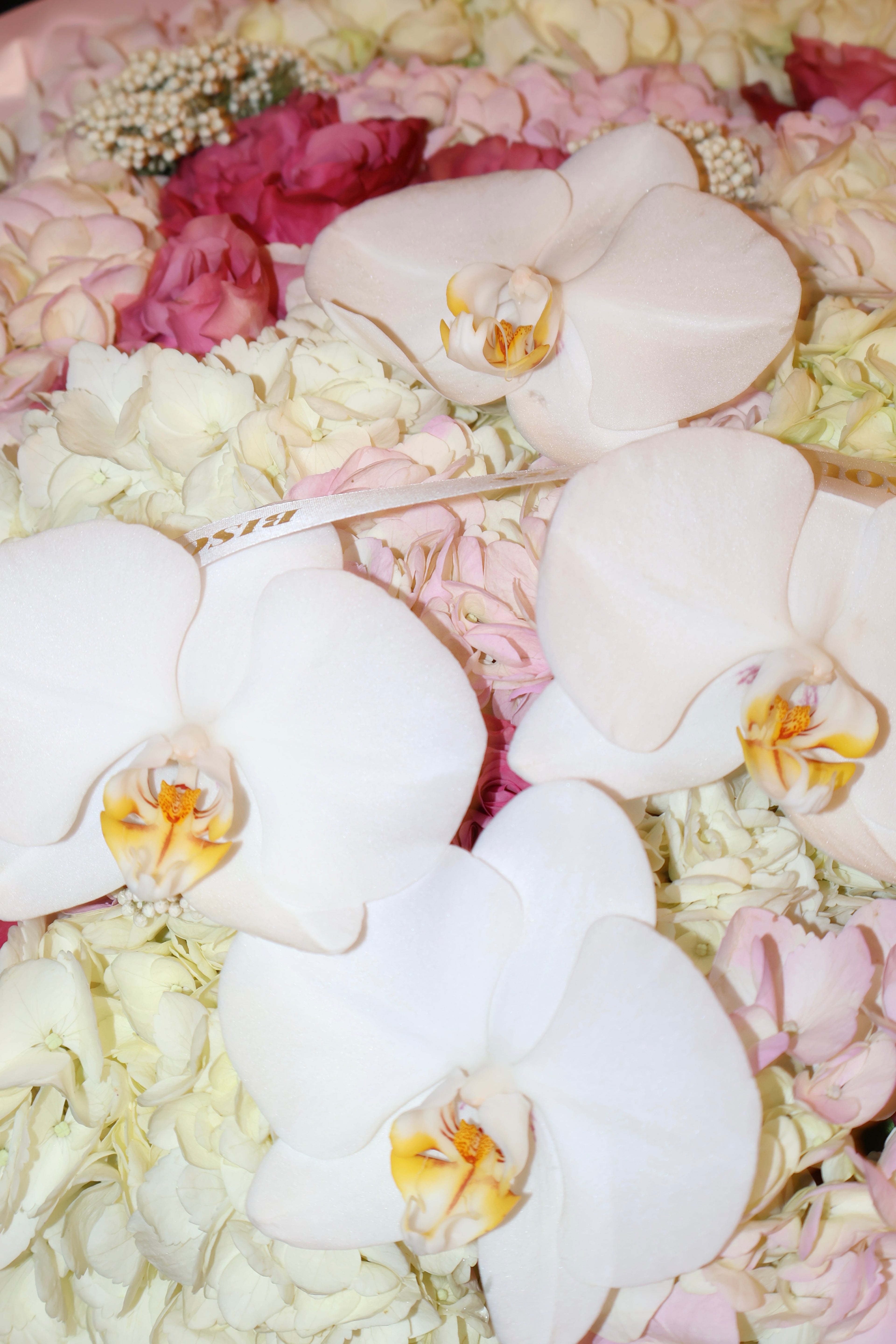 Orchid Love