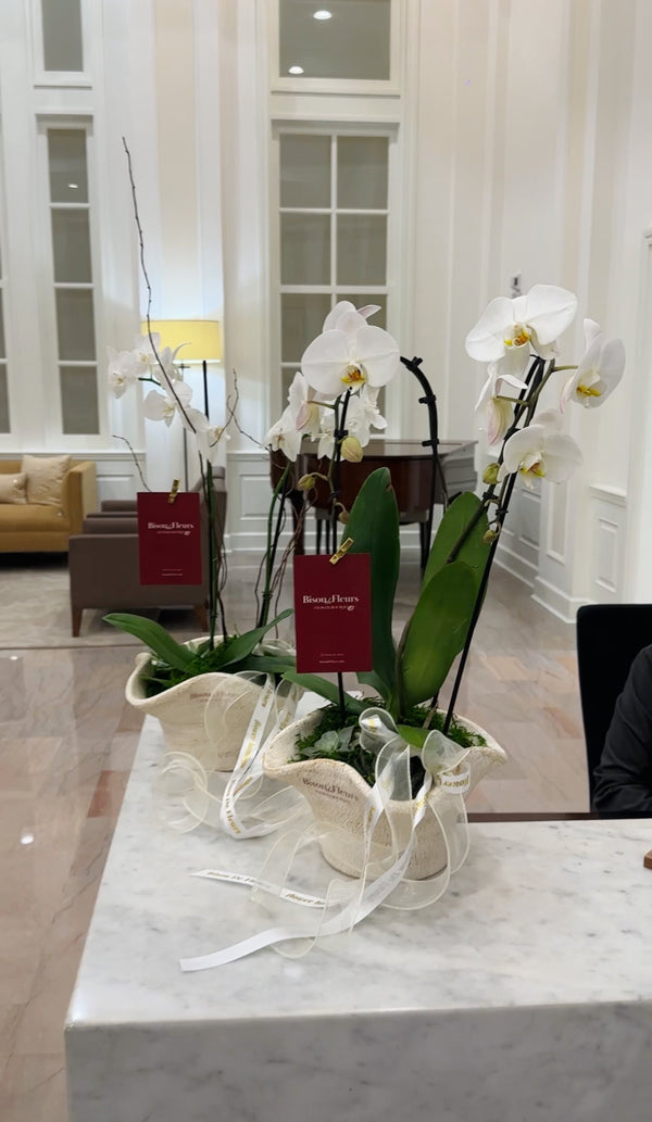 Orchid with succulent in vase