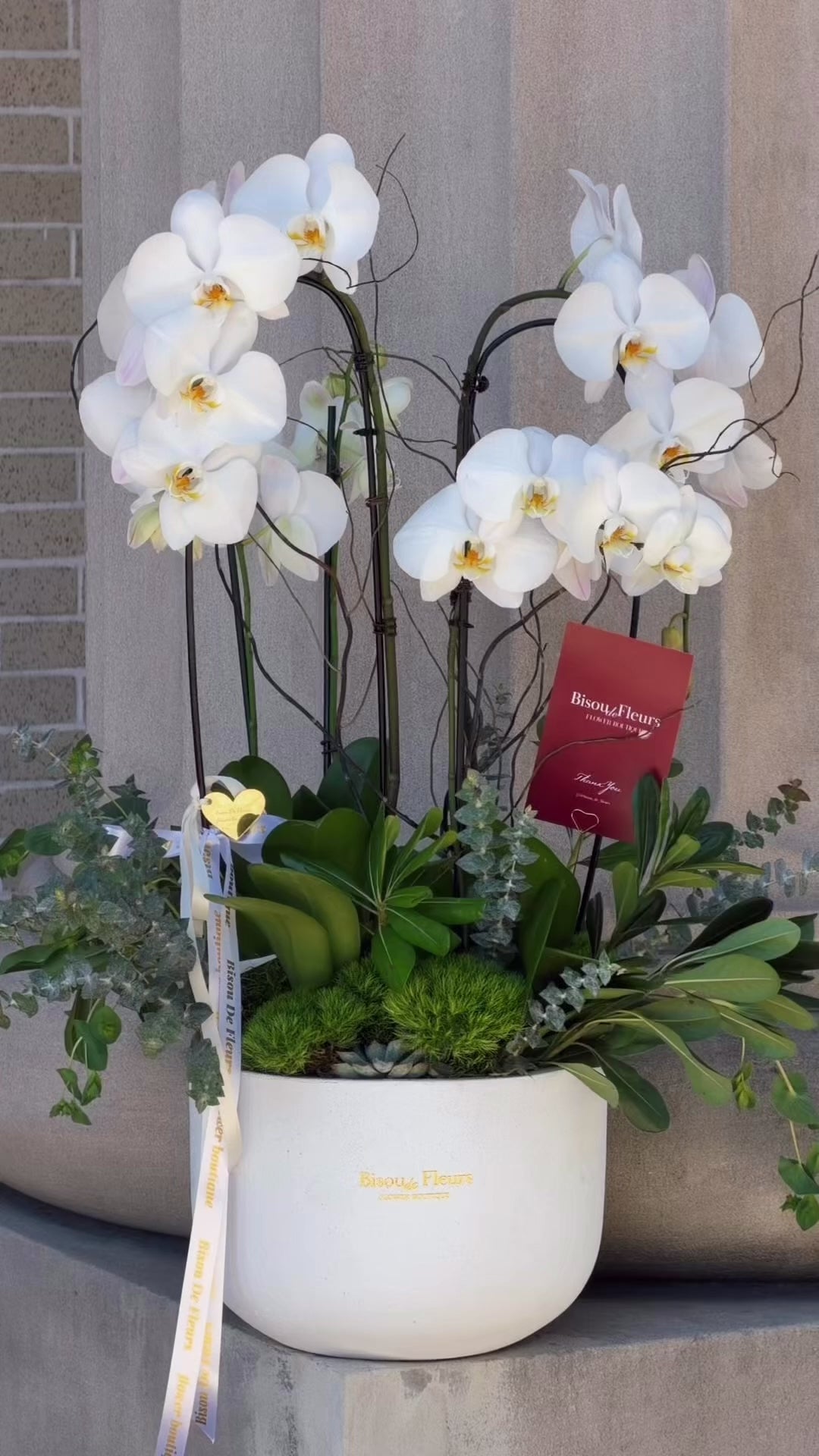 Orchid Pearl 5 stems Potted Orchids