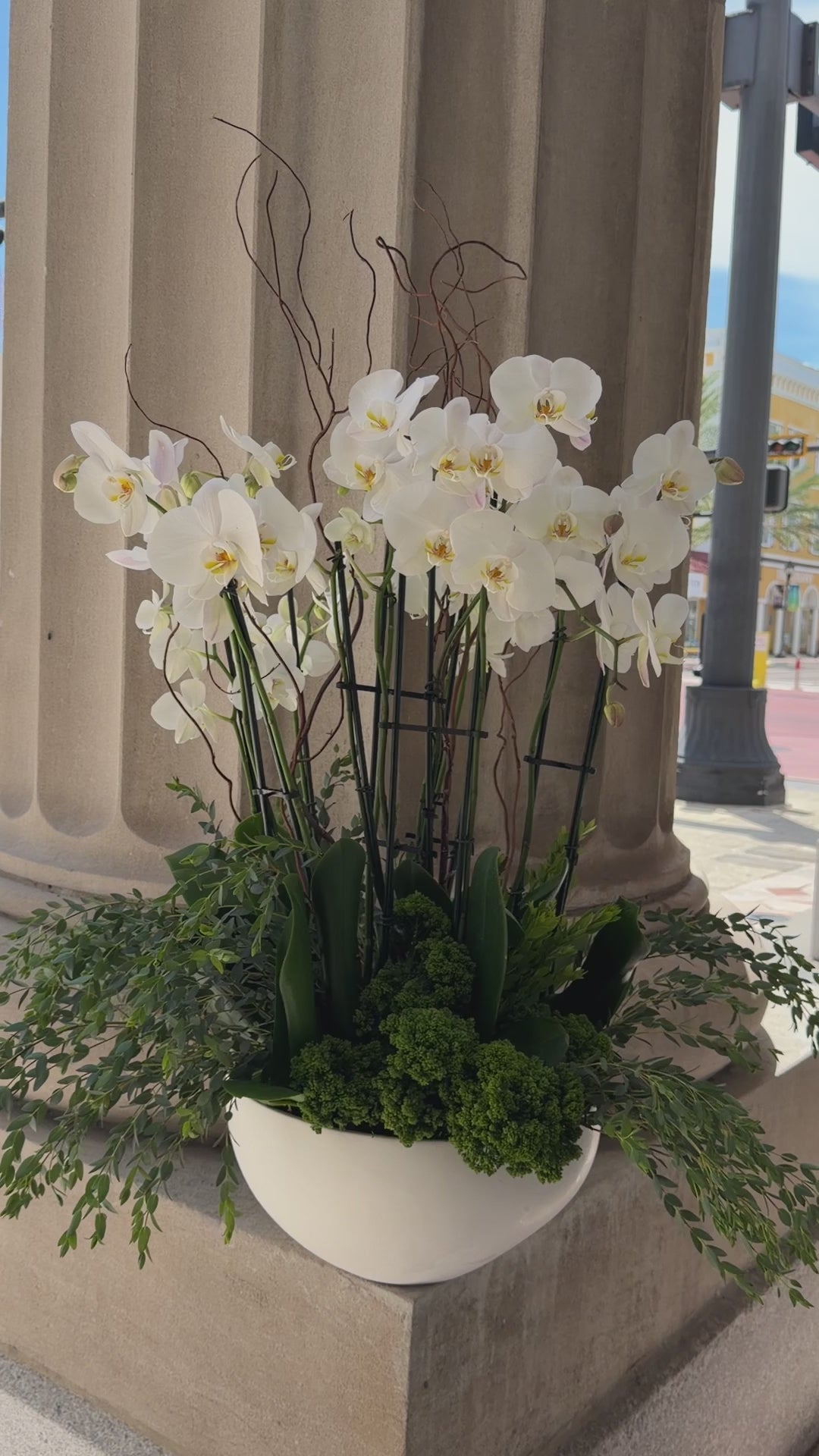 Pure Elegance Potted Orchids 12 stems